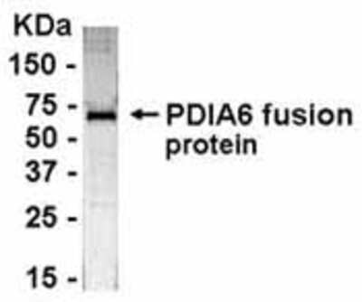 Western Blot: E coli-derived fusion protein as test antigen. Affinity-purified IgY dilution: 1:2000, Goat anti-IgY-HRP dilution: 1:1000. Colorimetric method for signal development. ( anti-PDIA6 )