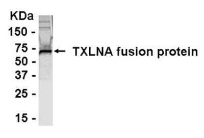 Western Blot: E coli-derived fusion protein as test antigen. Affinity-purified IgY dilution: 1:2000, Goat anti-IgY-HRP dilution: 1:1000. Colorimetric method for signal development. ( anti-TXLNA )