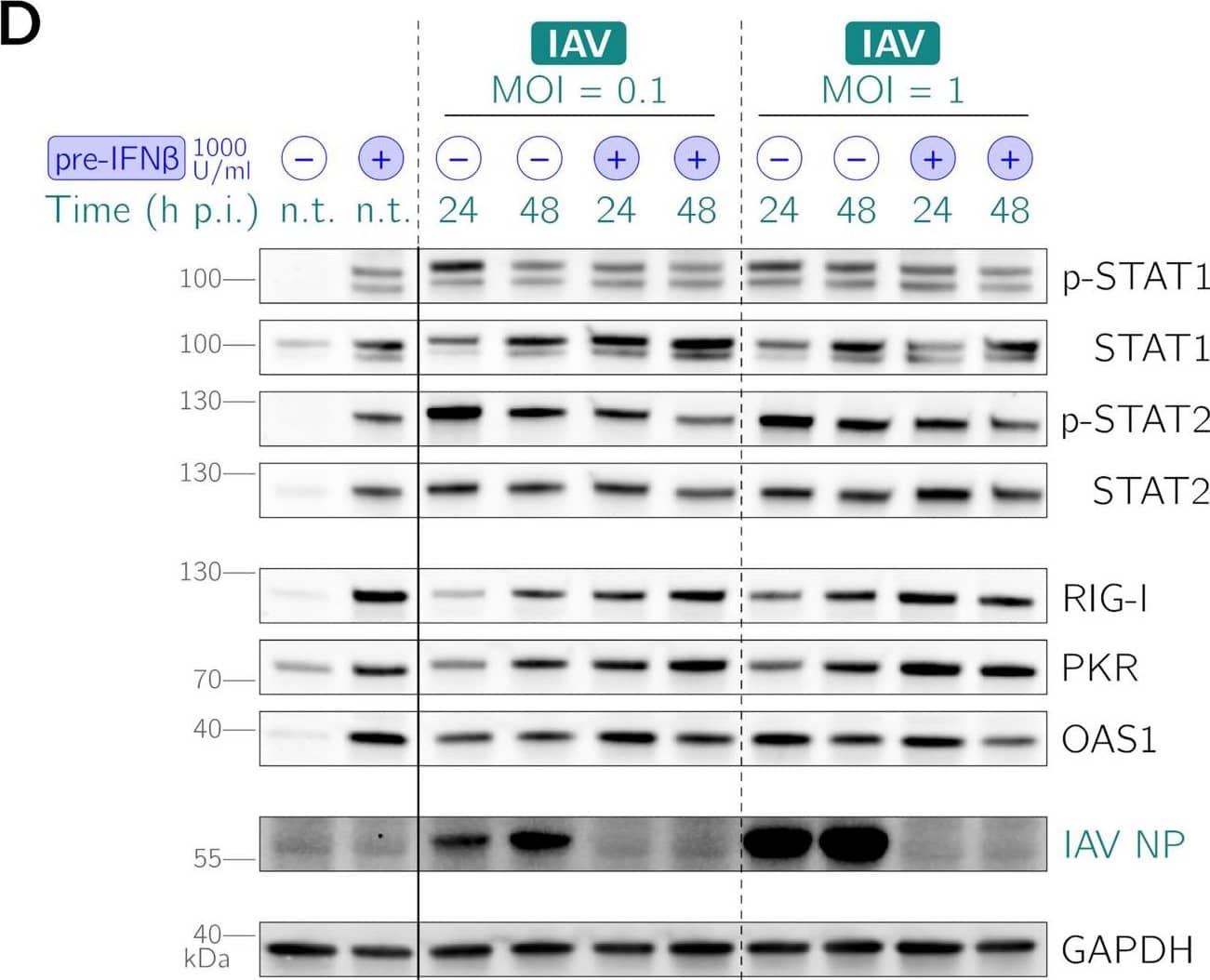 Western Blot STAT2 Antibody [Unconjugated]