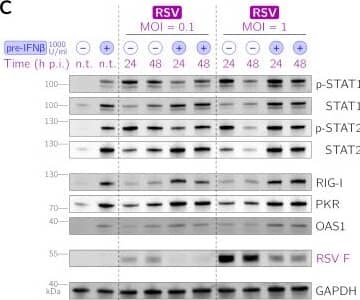 Prestimulation with IFN-beta  or IFN-lambda 1 inhibits the propagation of RSV and IAV in A549 WT cells. (A and B) Effect of prestimulation with IFN-beta  (1,000 U/mL) or IFN-lambda 1 (50 ng/mL) 24 h prior to infection on the relative abundance of viral RNA 24 h after RSV (A) and IAV (B) infection at MOIs of 0.1 and 1. Each filled circle corresponds to fold changes compared to nonprestimulated cells in a single experimental replicate (note the logarithmic scale). Error bars show the smallest and the largest ratios of nonprestimulated to IFN-prestimulated cells for all pairs of the respective technical replicates. (C and D) Effect of prestimulation with IFN-beta  (1,000 U/mL) 24 h prior to infection on the abundance and activation of STAT1 and STAT2 and the abundance of interferon-stimulated genes (RIG-I, PKR, and OAS1) and the RSV fusion glycoprotein (RSV F) (C) and IAV nucleoprotein (IAV NP) (D) at 24 and 48 h postinfection (p.i.) at MOIs of 0.1 and 1. n.t. indicates nontreated cells. Activated STATs p-STAT1 and p-STAT2 are STAT1 and STAT2 phosphorylated at Tyr701 and Tyr690, respectively. Image collected and cropped by CiteAb from the following open publication (//pubmed.ncbi.nlm.nih.gov/36326278), licensed under a CC-BY license. Not internally tested by R&D Systems.