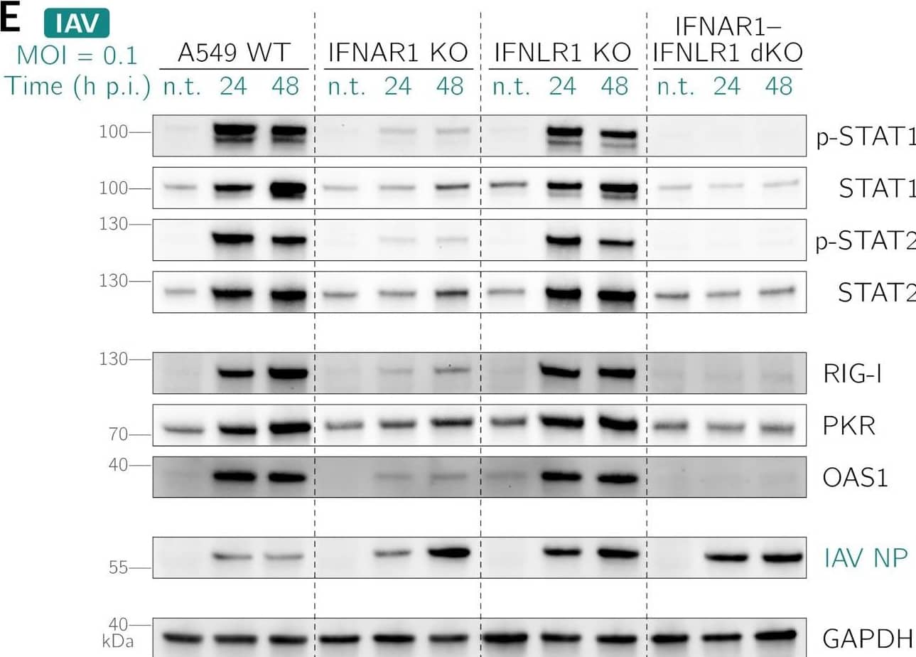 IFN-beta  and IFN-lambda  mediate STAT1 and STAT2 activation upon RSV and IAV infection in A549 cells. (A and B) ELISA for IFN-beta  following RSV (A) and IAV (B) infection at MOIs of 0.1 and 1. Open circles mark data points with cytokine concentrations below the detection range. Error bars are standard deviations (SD) from technical replicates. (C) IFN-beta  (green) (left) and activation of STAT1 (yellow) (right) and IRF3 (red) 24 h after infection of A549 WT cells with RSV (magenta, polyclonal anti-RSV antibody) at an MOI of 0.01. White dotted lines are nuclear outlines determined based on DAPI counterstaining (channel not shown). Bars, 50 μm. (D and E) Activation of STAT1, STAT2, and interferon-stimulated genes (RIG-I, PKR, and OAS1) upon RSV (D) and IAV infection (E) at an MOI of 0.1 at 24 and 48 h postinfection (p.i.) in A549 WT, IFNAR1 KO, IFNLR1 KO, and IFNAR1-IFNLR1 dKO cells. n.t. indicates nontreated cells. Activated STATs p-STAT1 and p-STAT2 are STAT1 and STAT2 phosphorylated at Tyr701 and Tyr690, respectively. RSV F, RSV fusion glycoprotein; IAV NP, IAV nucleoprotein. Image collected and cropped by CiteAb from the following open publication (//pubmed.ncbi.nlm.nih.gov/36326278), licensed under a CC-BY license. Not internally tested by R&D Systems.