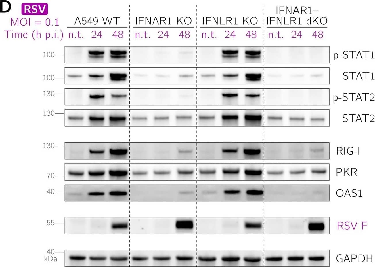 IFN-beta  and IFN-lambda  mediate STAT1 and STAT2 activation upon RSV and IAV infection in A549 cells. (A and B) ELISA for IFN-beta  following RSV (A) and IAV (B) infection at MOIs of 0.1 and 1. Open circles mark data points with cytokine concentrations below the detection range. Error bars are standard deviations (SD) from technical replicates. (C) IFN-beta  (green) (left) and activation of STAT1 (yellow) (right) and IRF3 (red) 24 h after infection of A549 WT cells with RSV (magenta, polyclonal anti-RSV antibody) at an MOI of 0.01. White dotted lines are nuclear outlines determined based on DAPI counterstaining (channel not shown). Bars, 50 μm. (D and E) Activation of STAT1, STAT2, and interferon-stimulated genes (RIG-I, PKR, and OAS1) upon RSV (D) and IAV infection (E) at an MOI of 0.1 at 24 and 48 h postinfection (p.i.) in A549 WT, IFNAR1 KO, IFNLR1 KO, and IFNAR1-IFNLR1 dKO cells. n.t. indicates nontreated cells. Activated STATs p-STAT1 and p-STAT2 are STAT1 and STAT2 phosphorylated at Tyr701 and Tyr690, respectively. RSV F, RSV fusion glycoprotein; IAV NP, IAV nucleoprotein. Image collected and cropped by CiteAb from the following open publication (//pubmed.ncbi.nlm.nih.gov/36326278), licensed under a CC-BY license. Not internally tested by R&D Systems.