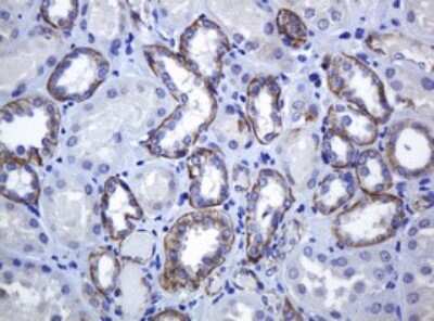 Immunohistochemistry: pan Cadherin Antibody (4F1) [NBP2-46200] - Analysis of Human Kidney tissue. (Heat-induced epitope retrieval by 10mM citric buffer, pH6.0, 120C for 3min)