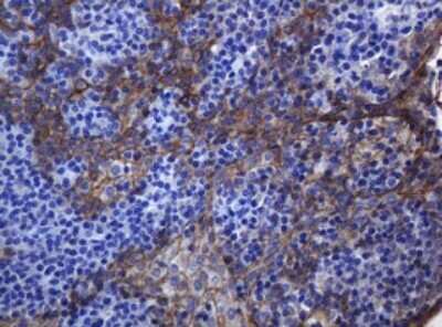 Immunohistochemistry: pan Cadherin Antibody (4F1) [NBP2-46200] - Analysis of Human tonsil tissue. (Heat-induced epitope retrieval by 10mM citric buffer, pH6.0, 120C for 3min)