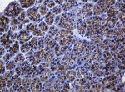 Immunohistochemistry: pan Cadherin Antibody (4F1) [NBP2-46200] - Analysis of Human pancreas tissue. (Heat-induced epitope retrieval by 10mM citric buffer, pH6.0, 120C for 3min)