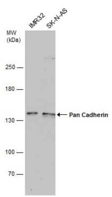 <b>Genetic Strategies Validation. </b>Western Blot: pan Cadherin Antibody (GT2610) [NBP3-13558] - Various whole cell extracts (30 ug) were separated by 5% SDS-PAGE, and the membrane was blotted with Pan Cadherin antibody [GT2610] (NBP3-13558) diluted at 1:1000.
