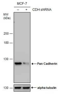 Western Blot: pan Cadherin Antibody (GT2610) [NBP3-13558] - Non-transfected (-) and transfected (+) MCF-7 whole cell extracts (30 ug) were separated by 7.5% SDS-PAGE, and the membrane was blotted with Pan Cadherin antibody [GT2610] (NBP3-13558) diluted at 1:500.
