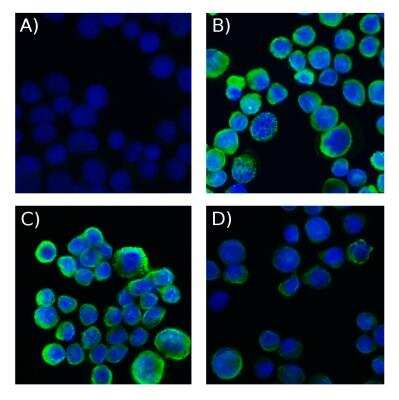 MCF-7 cells stained with Biotin conjugated pan Cytokeratin antibody and SAv-A488. A) SAv-A488 only at a dilution of 1:500, B) pan CK at a dilution of 1:200, C) pan CK at a dilution of 1:400, D) pan CK at a dilution of 1:800. Image from verified customer review.