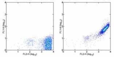 Flow Cytometry: phycoerythrin Antibody (PE-DLF) [NBP2-00146] - Staining of normal human peripheral blood cells with Rat Anti-Human/Mouse CD44 PE , followed by 0.125 ug of Mouse IgG1 K Isotype Control Purified (left) or 0.125 ug of Anti-Phycoerythrin Purified (right), followed by detection with Anti-Mouse IgG FITC. Total viable cells were used for analysis.