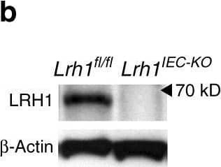 Effects of loss of LRH-1 on murine organoids. a Expression of mLRH-1 transcripts in intestinal organoids is widespread and higher in crypt regions (dashed black line). Scale bar = 100 μm. b Loss of mLRH-1 after Cre-recombination induced by 4-hydroxytamoxifen (4OHT) added to Lrh-1fl/fl;Vil-CreERT2 organoids for 48 h (Lrh1IEC-KO) compared to similarly treated wild-type (Lrh1fl/fl) organoids, as detected by anti-LRH-1 antibody. c Cell death in Lrh1fl/fl and Lrh1IEC-KO organoids following acute loss of Lrh-1. Values normalized to five independent wells of untreated Lrh1fl/fl organoids taken to be 0%. d Most significant gene changes up (blue) or down (ochre) after loss of mLRH-1 by RNA expression (q = < 0.05 and p = < 0.005). Gene names in bold refer to markers of differentiation while red refer to known EEC markers. e Top five altered gene networks as identified by IPA Ingenuity analysis. fLrh1fl/fl and Lrh1IEC-KO organoids exposed to TNF alpha  (10 ng/ml) for 40 h stained for active Casp3 (red) and CD44 (green). Cells expressing active Casp3 undergoing cell death in crypt regions are indicated (white arrowheads and dashed white line). Scale bar = 50 μm. g Expression of active Casp3 in Lrh1fl/fl and Lrh1IEC-KO organoids as described in panel f, detected by western blotting (17 and19 kDa, black arrowheads). Shorter (top panel) and longer exposures (middle panel). h Uptake of fluorescent dextran after 30 min in Lrh1fl/fl and Lrh1IEC-KO organoids. Scale bar = 100 μm. Bar graph of percentage dye-positive enteroids (≥30 total organoids counted per condition). Data represent average of minimum three biological triplicates. For c and g, error bars are SEM using Student’s t test (unpaired, two tailed) with p values of ****p = < 0.0001 Image collected and cropped by CiteAb from the following open publication (//pubmed.ncbi.nlm.nih.gov/30305617), licensed under a CC-BY license. Not internally tested by R&D Systems.