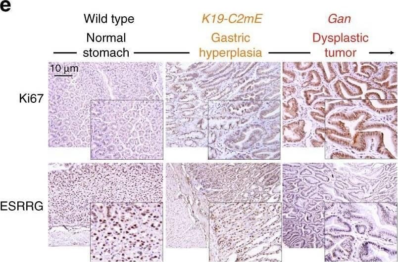 Immunohistochemistry ERR gamma/NR3B3 Antibody (H6812) [Unconjugated]