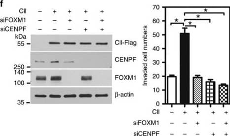 FOXM1&CENPF are downstream targets of COUP-TFII in PCa. (f) PC3 cells carrying with inducible COUP-TFII-Flag gene treated with or without doxycycline for 48 h&then transfected with individual siRNA against FOXM1&CENPF or double knockdown of FOXM1&CENPF for an additional 48 h. WB (left panel) shows the level of COUP-TFII, CENPF&FOXM1 expression. Invasion assay (right panel) was performed by using those cells (n=3). *P<0.05 (two-sided Student's t-test) compared with control. Image collected & cropped by CiteAb from the following open publication (//pubmed.ncbi.nlm.nih.gov/27108958), licensed under a CC-BY license. Not internally tested by R&D Systems.