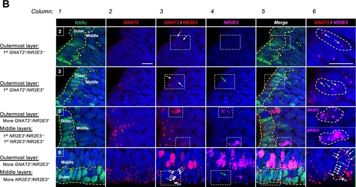 Immunohistochemistry PNR/NR2E3 Antibody (H7223) [Unconjugated]