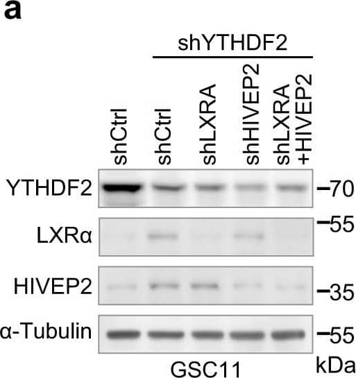 LXR alpha  and HIVEP2 are functionally essential targets of YTHDF2 in cell proliferation, invasion, cholesterol dysregulation, and tumorigenesis of GBM cells. A Western blotting of YTHDF2, LXR alpha , and HIVEP2 in GSC11 cells stably expressing shCtrl, shYTHDF2, or shYTHDF2 plus shLXRA or/and shHIVEP2. Representative blot of three independent experiments is shown. Image collected and cropped by CiteAb from the following open publication (//pubmed.ncbi.nlm.nih.gov/33420027), licensed under a CC-BY license. Not internally tested by R&D Systems.
