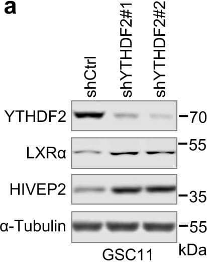 YTHDF2 downregulates LXRA and HIVEP2 through m6A-dependent mRNA decay.a Western blotting of LXR alpha  and HIVEP2 in GSC11 cells stably transfected with control shRNA or two YTHDF2 shRNAs. b Western blotting of LXR alpha  and HIVEP2 in LN229/EGFRvIII tet-on cells cul Image collected and cropped by CiteAb from the following open publication (//pubmed.ncbi.nlm.nih.gov/33420027), licensed under a CC-BY license. Not internally tested by R&D Systems.