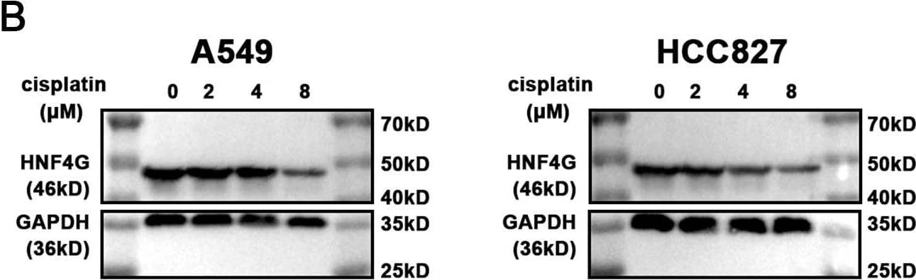 Western Blot HNF-4 gamma/NR2A2 Antibody (N3224) [Unconjugated]