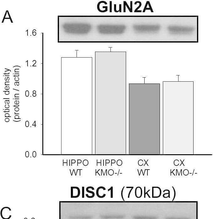 Expression of neurodevelopmental proteins in the hippocampus and neocortex of adult KMO(−/−) mice. The panels illustrate the expression of several of the proteins examined in this study by Western blots (n = 4/group) using the hippocampus (HIPPO) and neocortex (CX). Data are shown for the optical density of blots relative to actin for (A) GluN2A (180 kDa), (B) PSD-95 (95 kDa), (C) DISC1 (70 kDa protein), (D) DISC1 (100 kDa protein), (E) Unc5H3 (130 kDa), (F) Shh (45 kDa), (G) doublecortin (DCX; 45 kDa) and (H) actin (42 kDa). Image collected and cropped by CiteAb from the following open publication (//pubmed.ncbi.nlm.nih.gov/26365611), licensed under a CC-BY license. Not internally tested by R&D Systems.