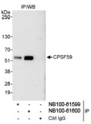 Western Blot: pre-mRNA cleavage factor I (59 kDa subunit) Antibody [NB100-61600] - Whole cell lysate (1 mg for IP,  20% of IP loaded) from HeLa cells.  Affinity purified  rabbit anti-CPSF59 antibody NB100-61600 used for IP at 3  mcg/mg lysate. CPSF59 was also immunoprecipitated by rabbit  anti-CPSF59 antibody NB100-61599, which recognizes an  upstream epitope.