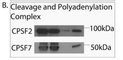 Western Blot pre-mRNA cleavage factor I (59 kDa subunit) Antibody