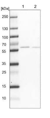 Western Blot pre-mRNA cleavage factor I (59 kDa subunit) Antibody