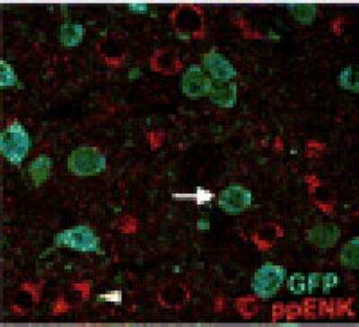 Immunohistochemistry: pre-pro Enkephalin Antibody [NBP2-21069] - Mouse striatal medium spiny neurons 