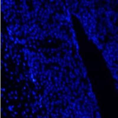 Immunocytochemistry/Immunofluorescence: proBDNF Antibody [NB100-98754] - Rat hypophysis DAPI stained.