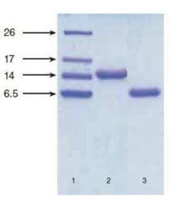 Western Blot: proBNP Antibody (11D1) [NB120-13059] - Tricine-SDS-PAGE in reducing conditions of recombinant NT-proBNP and proBNP expressed in E. coli. Lane 1: low molecular weight standards (Bio-Rad) Lane 2: proBNP, 3 ug Lane 3: NT-proBNP, 3 ug Gel staining: Coomassie brilliant blue R-250.