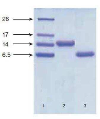 Western Blot: NT-proBNP Antibody (13G12) [NB120-14712] - Tricine-SDS-PAGE in reducing conditions of recombinant  NT-proBNP and proBNP expressed in E. coli.  Lane 1: low molecular weight standards (Bio-Rad)  Lane 2: proBNP, 3 ug  Lane 3: NT-proBNP, 3 ug  Gel staining: Coomassie brilliant blue R-250