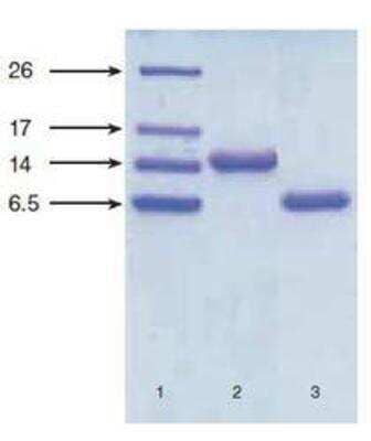 Western Blot: NT-proBNP Antibody (24E11) [NB120-13123] - Tricine-SDS-PAGE in reducing conditions of recombinant NT-proBNP and proBNP expressed in E. coli. Lane 1: low molecular weight standards.  Lane 2: proBNP, 3 ug Lane 3: NT-proBNP, 3 ug Gel staining: Coomassie brilliant blue R-250.