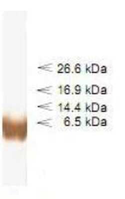 Western Blot: proBNP Antibody (50E1) [Biotin] [NB200-438] - Detection of synthetic huBNP in WB after Tricine-SDS-PAGE in reducing conditions.