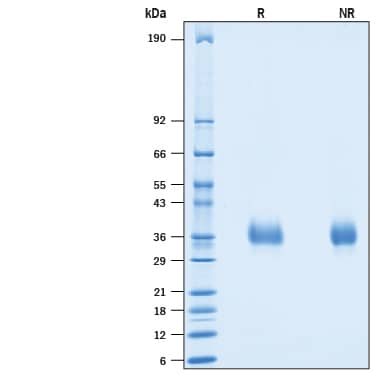 SDS-PAGE PILR-beta [Unconjugated]