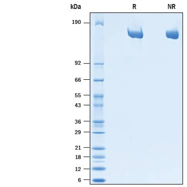 2 μg/lane of Recombinant Human Mrc2 His-tag (10483-EN) was resolved with SDS-PAGE under reducing (R) and non-reducing (NR) conditions and visualized by Coomassie® blue staining, showing bands at 155-205 kDa.