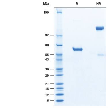 SDS-Page Spike RBD [Unconjugated]
