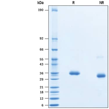 2 μg/lane of Recombinant SARS-CoV-2 Spike RBD His-tag Protein (HEK293 Expressed) (10500-CV) was resolved with SDS-PAGE under reducing (R) and non-reducing (NR) conditions and visualized by Coomassie® Blue staining, showing bands at 28-38 kDa.