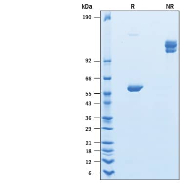 2 μg/lane of Recombinant Human Ly-6G6F Fc Chimera Protein (10513-L6) was resolved with SDS-PAGE under reducing (R) and non-reducing (NR) conditions and visualized by Coomassie® Blue staining, showing bands at 55-62 kDa and 110-124 kDa, respectively.