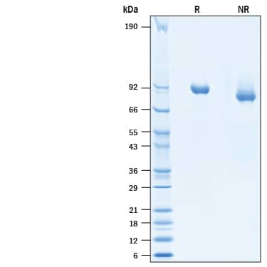 2 μg/lane of Recombinant SARS-CoV-2 Spike S1 Subunit His-tag Protein (10522-CV) was resolved with SDS-PAGE under reducing (R) and non-reducing (NR) conditions and visualized by Coomassie® Blue staining, showing bands at 78-92 kDa and 70-80 kDa, respectively.