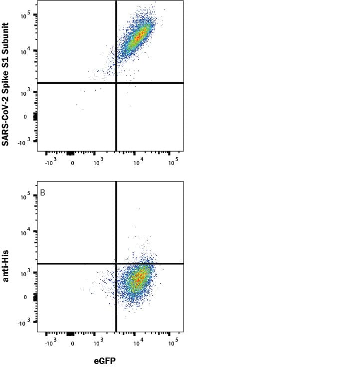 In a functional flow cytometry test, (A) Recombinant SARS-CoV-2 Spike S1 subunit His-tag Protein (Catalog # 10522-CV) binds to HEK293 human embryonic kidney cell line transfected with recombinant human ACE-2 and EGFP. Ligand binding was detected by staining cells with APC-conjugated anti-His Monoclonal Antibody (IC050A), which does not stain the cells in the absence of recombinant protein (B).