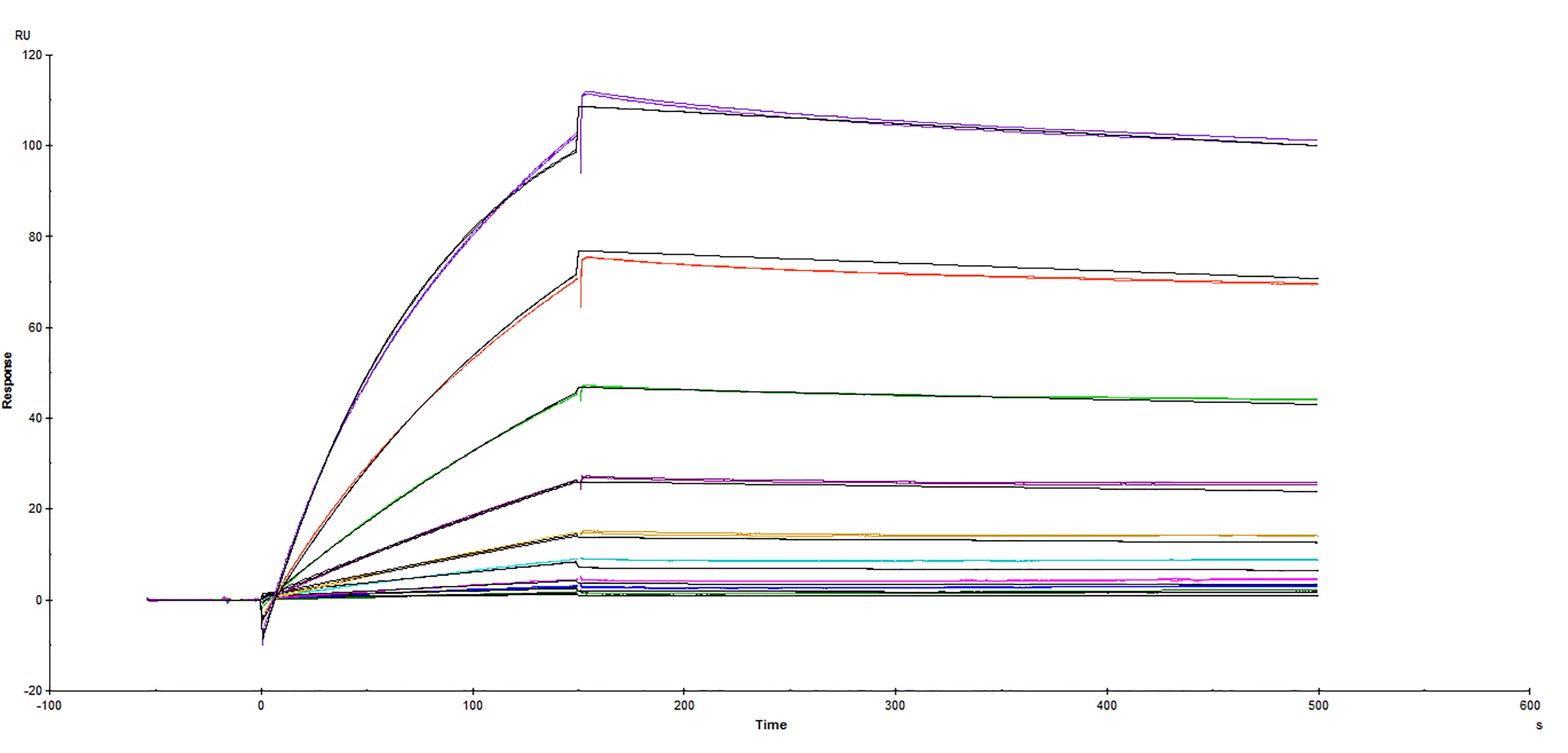 Binding of ACE-2 to SARS-CoV-2 Spike RBD by surface plasmon resonance (SPR). Recombinant SARS-CoV-2 Spike RBD His-tag Protein (Catalog # 10523-CV) was immobilized on a Biacore Sensor Chip CM5, and binding to recombinant human ACE-2 (Catalog # 933-ZN) was measured at a concentration range between 0.37 nM and 93.5 nM. The double-referenced sensorgram was fit to a 1:1 binding model to determine the binding kinetics and affinity, with an affinity constant of KD=1.910 nM. (Biacore T200).