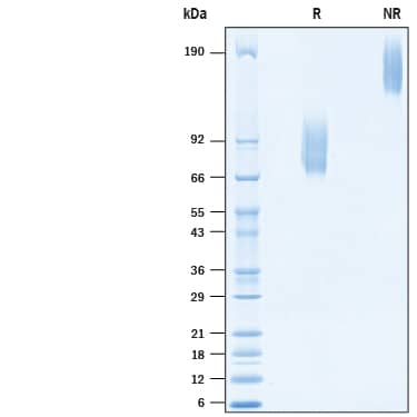 2 μg/lane of Recombinant Human IL-7R alpha/CD127 Fc Chimera Protein (10531-IR) was resolved with SDS-PAGE under reducing (R) and non-reducing (NR) conditions and visualized by Coomassie® Blue staining, showing bands at 78-100 kDa and 156-200 kDa, respectively.