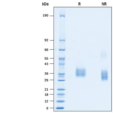 2 μg/lane of Recombinant SARS-CoV-2 Spike RBD His-tag (CHO Expressed) (10534-CV) was resolved with SDS-PAGE under reducing (R) and non-reducing (NR) conditions and visualized by Coomassie® Blue staining, showing bands at 32-40 kDa and 28-35 kDa, respectively.