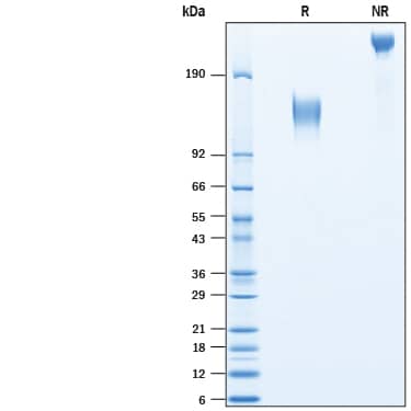 2 μg/lane of Recombinant Cynomolgus Monkey Mer Fc Chimera Protein (Catalog # 10576-MR) was resolved with SDS-PAGE under reducing (R) and non-reducing (NR) conditions and visualized by Coomassie® Blue staining, showing bands at 118-140 kDa and 236-280 kDa, respectively.