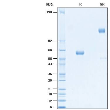 2 μg/lane of Recombinant SARS-CoV Spike RBD Fc Chimera Protein (Catalog # 10582-CV) was resolved with SDS-PAGE under reducing (R) and non-reducing (NR) conditions and visualized by Coomassie® Blue staining, showing bands at 55-65 kDa and 110-130 kDa, respectively.