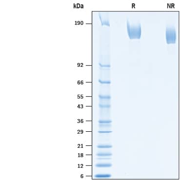 2 μg/lane of Recombinant SARS-CoV-2 Spike His-tag Protein (Catalog # 10586-CV) was resolved with SDS-PAGE under reducing (R) and non-reducing (NR) conditions and visualized by Coomassie® Blue staining, showing bands at 145-165 kDa.