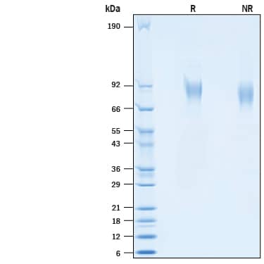 2 μg/lane of Recombinant SARS-CoV-2 Spike S2 Subunit His-tag (Catalog # 10594-CV) was resolved with SDS-PAGE under reducing (R) and non-reducing (NR) conditions and visualized by Coomassie® Blue staining, showing bands at 80-100 kDa.