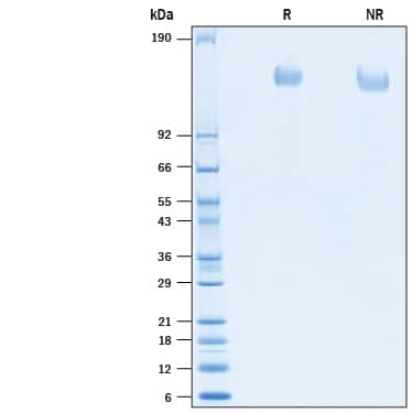 SDS-PAGE MEGF9 [Unconjugated]
