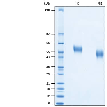 2 μg/lane of Recombinant HCoV-HKU1 Spike RBD His-tag (Catalog # 10600-CV) was resolved with SDS-PAGE under reducing (R) and non-reducing (NR) conditions and visualized by Coomassie® Blue staining, showing bands at 55-65 kDa.