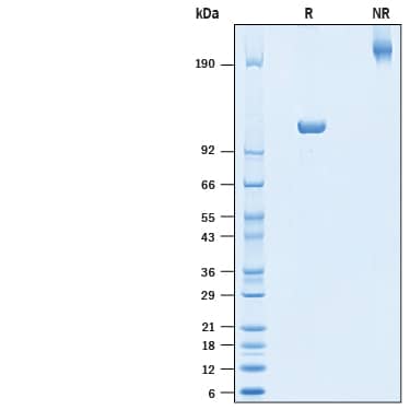 2 μg/lane of Recombinant SARS-CoV-2 Spike S1 Subunit Fc Chimera Protein (Catalog # 10622-CV) was resolved with SDS-PAGE under reducing (R) and non-reducing (NR) conditions and visualized by Coomassie® Blue staining, showing bands at 105-118 kDa and 200-230 kDa, respectively.