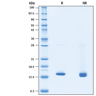2 μg/lane of Recombinant SARS-CoV-2 NSP9 His-tag (Catalog # 10631-CV) was resolved with SDS-PAGE under reducing (R) and non-reducing (NR) conditions and visualized by Coomassie® Blue staining, showing a band at 13 kDa under reducing conditions.