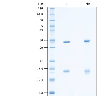SDS-PAGE NSP16/NSP10 [Unconjugated]
