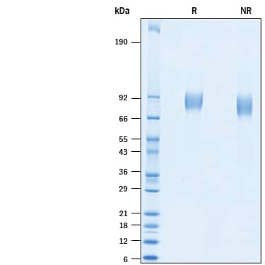 2 μg/lane of Recombinant SARS-CoV-2 K986P V987P Spike S2 Subunit His-tag (Catalog # 10639-CV) was resolved with SDS-PAGE under reducing (R) and non-reducing (NR) conditions and visualized by Coomassie® Blue staining, showing bands at 75-95 kDa.